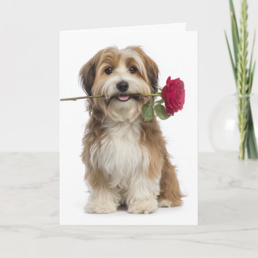 Havanese Valentine – Gentle Love & Devotion Kaart (Voorkant)
