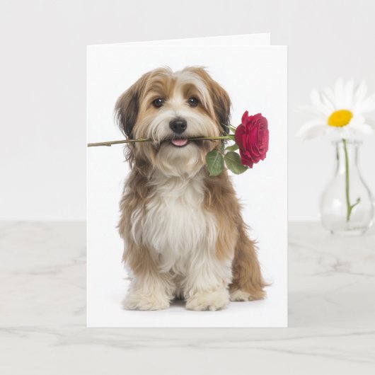 Havanese Valentine – Gentle Love & Devotion Kaart (Kleine Plant)