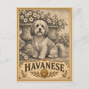 Havanese, Vintage Heritage Hond Briefkaart