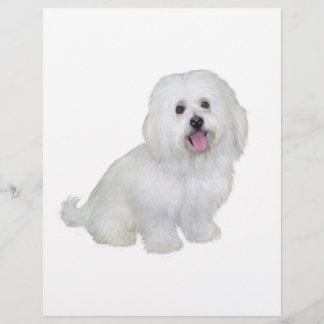 Havanese (wit)