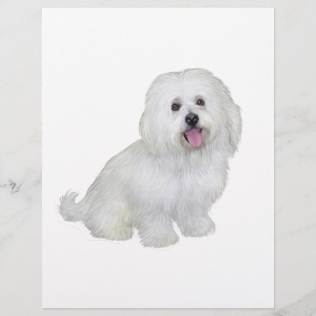 Havanese (wit) (Voorkant)