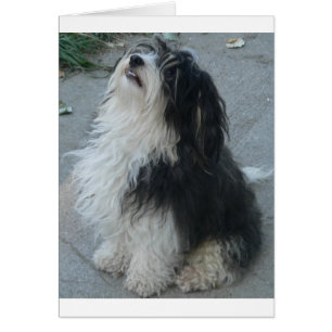 havanese_zittend.png