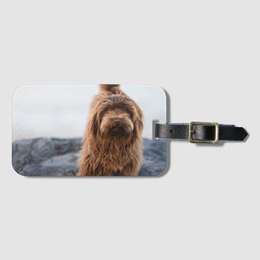 Havanezer hond, Dier, Hond Bagagelabel (Voorkant (horizontaal))