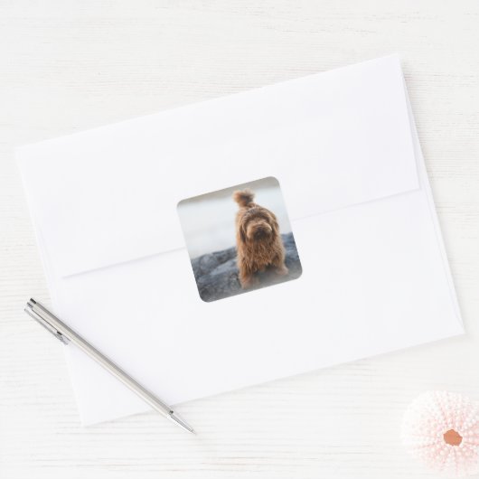 Havanezer hond, Dier, Hond Vierkante Sticker (Envelop)