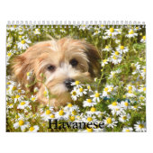 Havanezer kalender (Hoes)