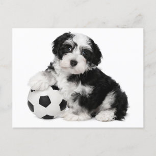 Havanezer Puppy Dog Briefkaart
