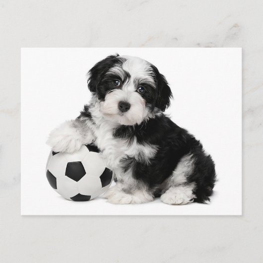 Havanezer Puppy Dog Briefkaart (Voorkant)