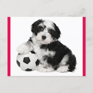 Havanezer Puppy Dog Briefkaart