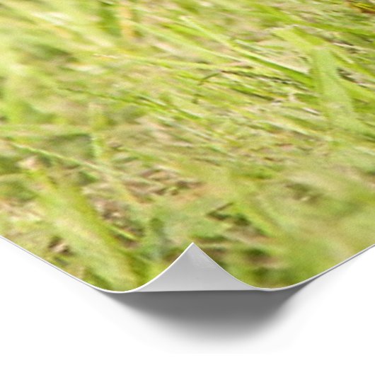 Havanse Puppies Poster (Hoek)