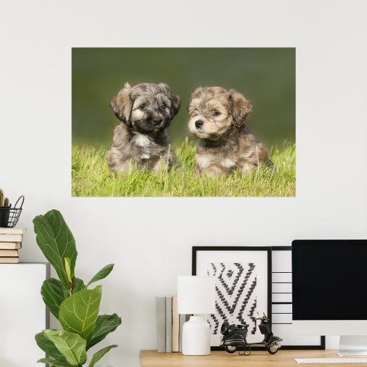 Havanse Puppies Poster (Thuiskantoor)