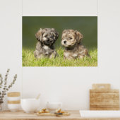 Havanse Puppies Poster (Keuken)