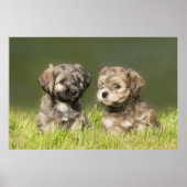 Havanse Puppies Poster (Voorkant)