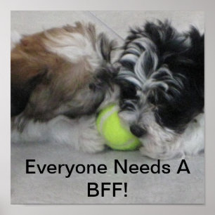 Havanse puppies - vriendschap - BFF Poster
