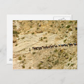 Havasu Canyon Pack Train Briefkaart (Voorkant / Achterkant)