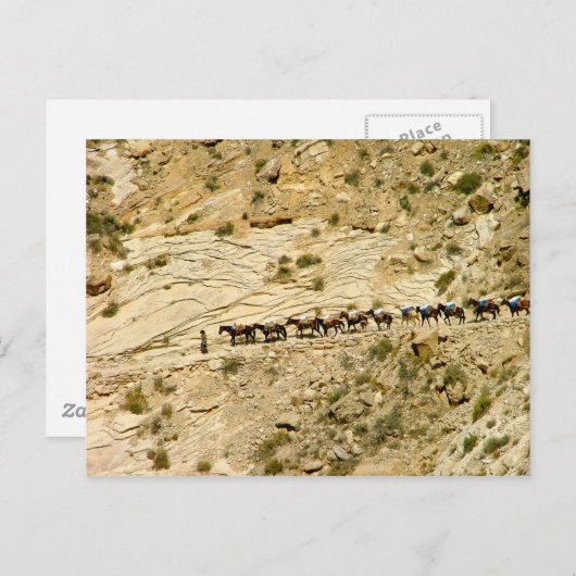 Havasu Canyon Pack Train Briefkaart (Voorkant / Achterkant)