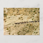 Havasu Canyon Pack Train Briefkaart (Voorkant)