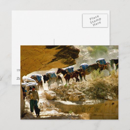 Havasu Canyon Pack Train Briefkaart (Voorkant / Achterkant)