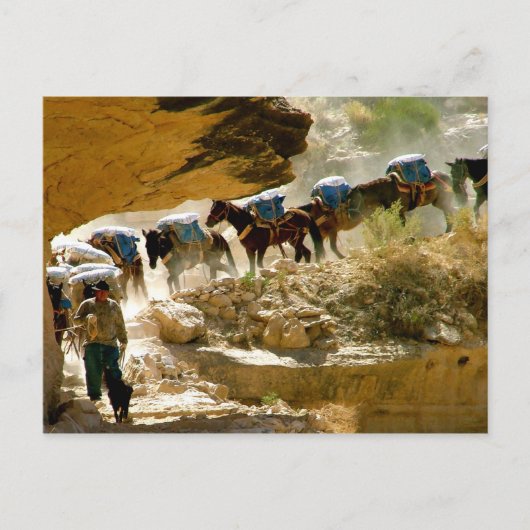 Havasu Canyon Pack Train Briefkaart (Voorkant)