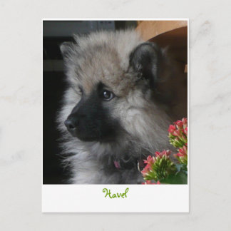 Havel Arrives in America Briefkaart