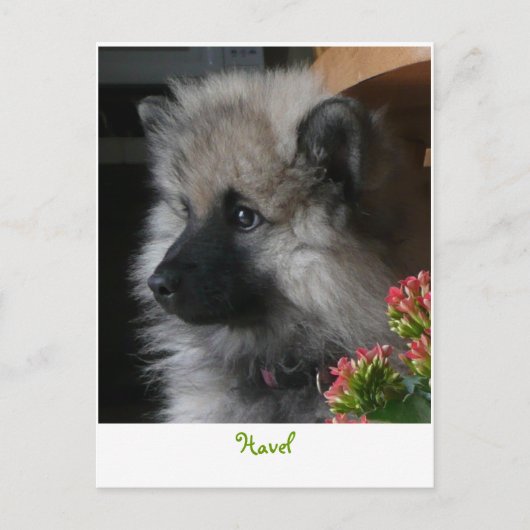 Havel Arrives in America Briefkaart (Voorkant)