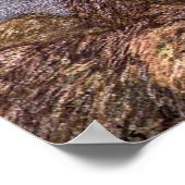 havenzegels, zeedieren voor het leven in de zee poster (Hoek)