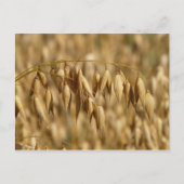 haver briefkaart (Voorkant)