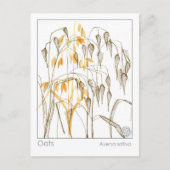Haver Grain Plant Materia Medica Herbal Studie Kaa Briefkaart (Voorkant)