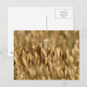 Haver veld briefkaart (Voorkant / Achterkant)