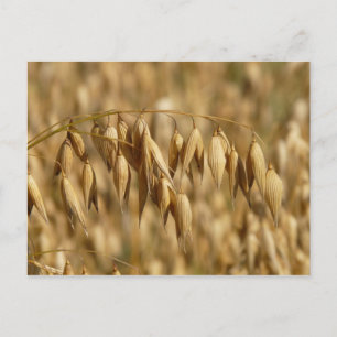 Haver veld briefkaart
