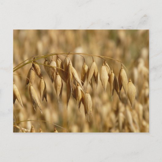 Haver veld briefkaart (Voorkant)