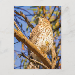 Havik Ansichtkaart | Wilde Roofvogel Natuur Kunst Briefkaart