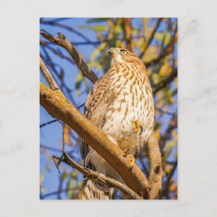 Havik Ansichtkaart   Wilde Roofvogel Natuur Kunst Briefkaart