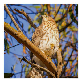 Havik Glanzende Poster | Wilde Roofvogel Muur Kuns