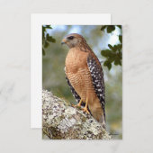 Havik kaart Natuur notitiekaart (Voorkant / Achterkant)