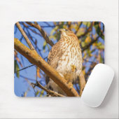Havik muismat | Wilde Raptor Bureaublad Decor (Met muis)