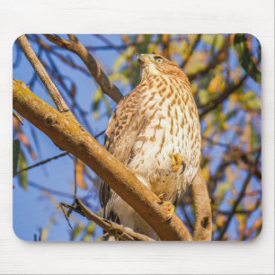 Havik muismat Wilde Raptor Bureaublad Decor