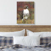 Havik op Canvas Afdruk (Insitu (Slaapkamer))