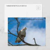 Havik Op De Jacht Ansichtkaart Briefkaart (Voorkant / Achterkant)