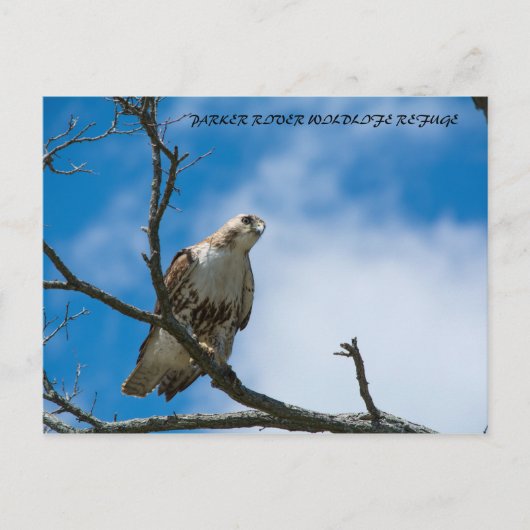 Havik Op De Jacht Ansichtkaart Briefkaart (Voorkant)