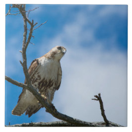 Havik Op De Jacht Grote 6 x 6 Keramische Fototegel Tegeltje