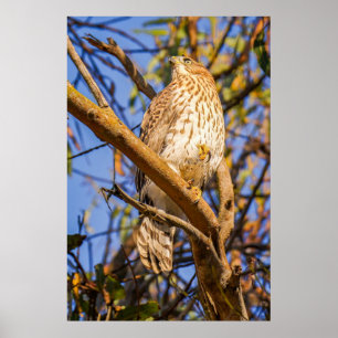 Havik op tak Foto Print Wilde Roofvogel Kunst