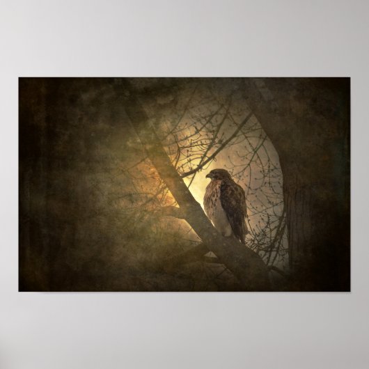 havik op tak van boom poster (Voorkant)