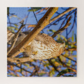 Havik Puzzel | Wilde Dieren Roofvogel Natuur Kunst (Horizontaal)