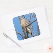 havik, vogeltje, prooivogel, kuiperhavik, natuur vierkante sticker (Envelop)