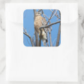havik, vogeltje, prooivogel, kuiperhavik, natuur vierkante sticker (Tas)