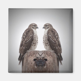 Haviken op een post magneet