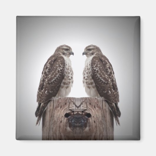 Haviken op een post magneet (Voorkant)