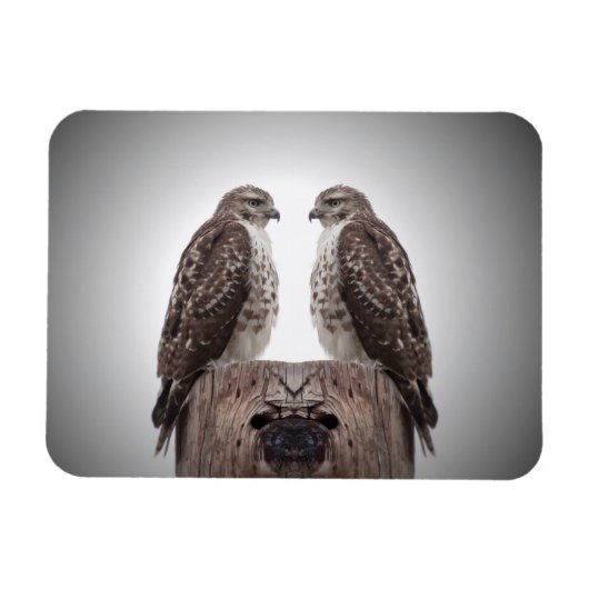 Haviken op een post magneet (Horizontaal)