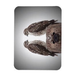 Haviken op een post magneet