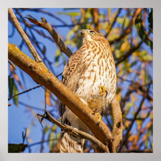 Havikposter | Wilde natuur roofvogel kunst Poster (Voorkant)